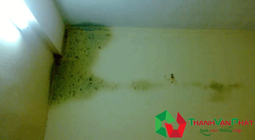 Sơn nước chống thấm - hiện tượng thấm dột
